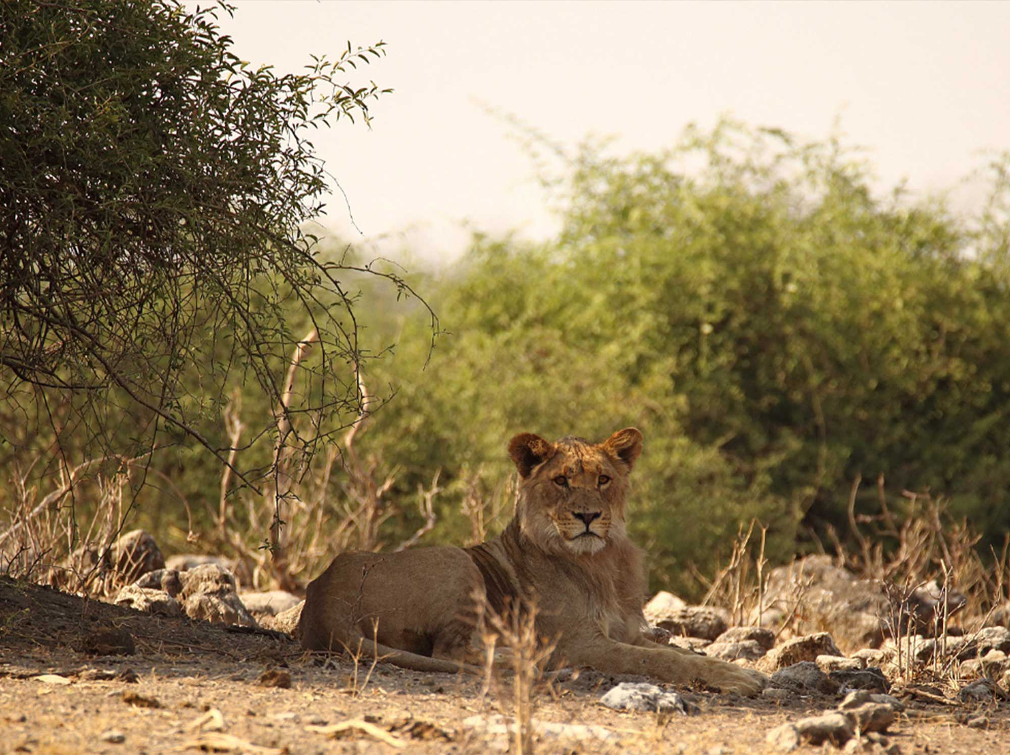 Lioness_resting