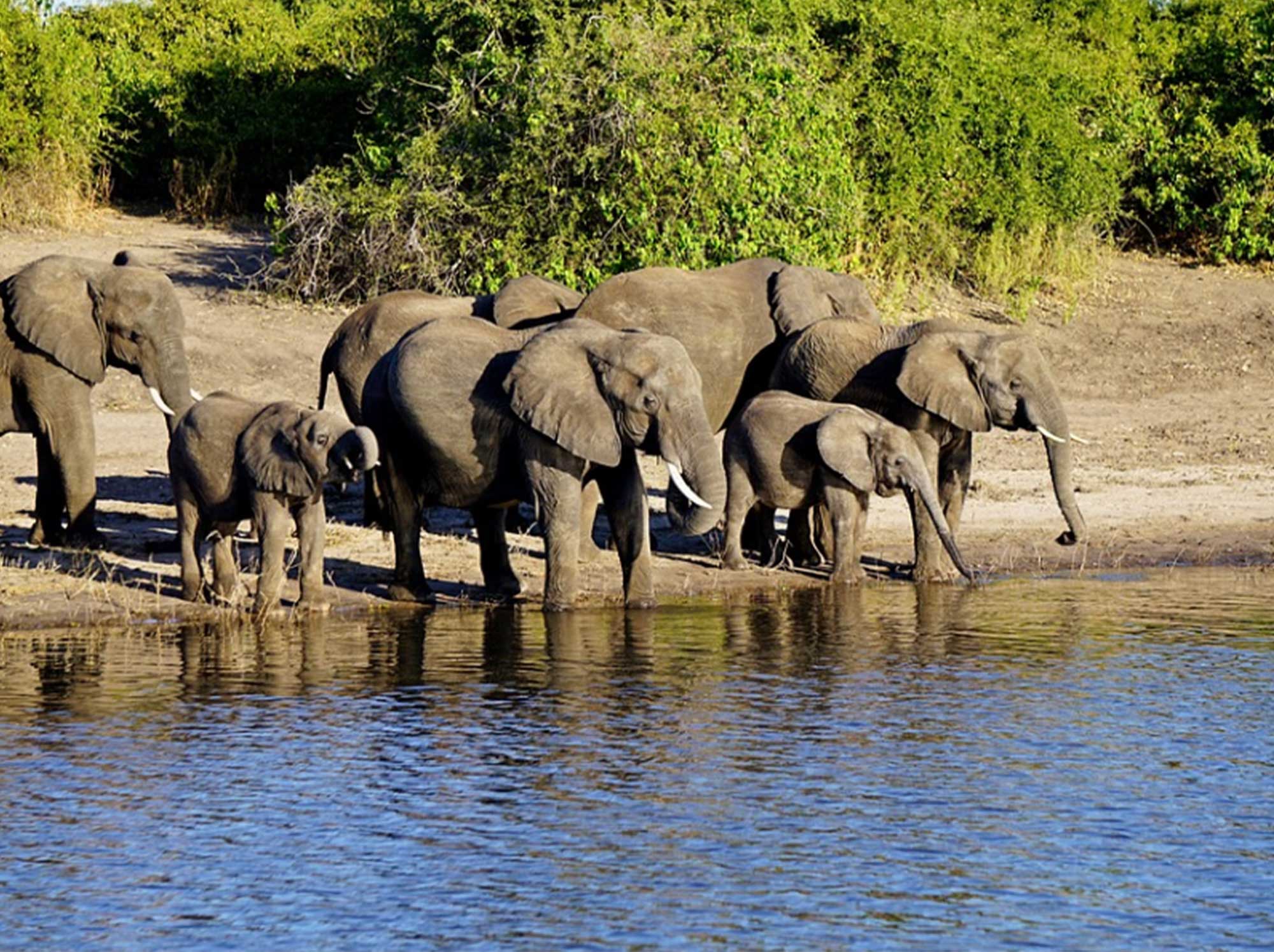 Elephants_drinking_water