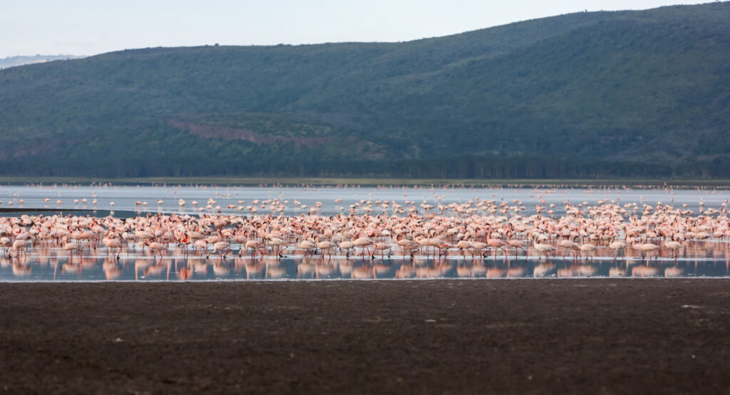 flamingoes_at_manyara