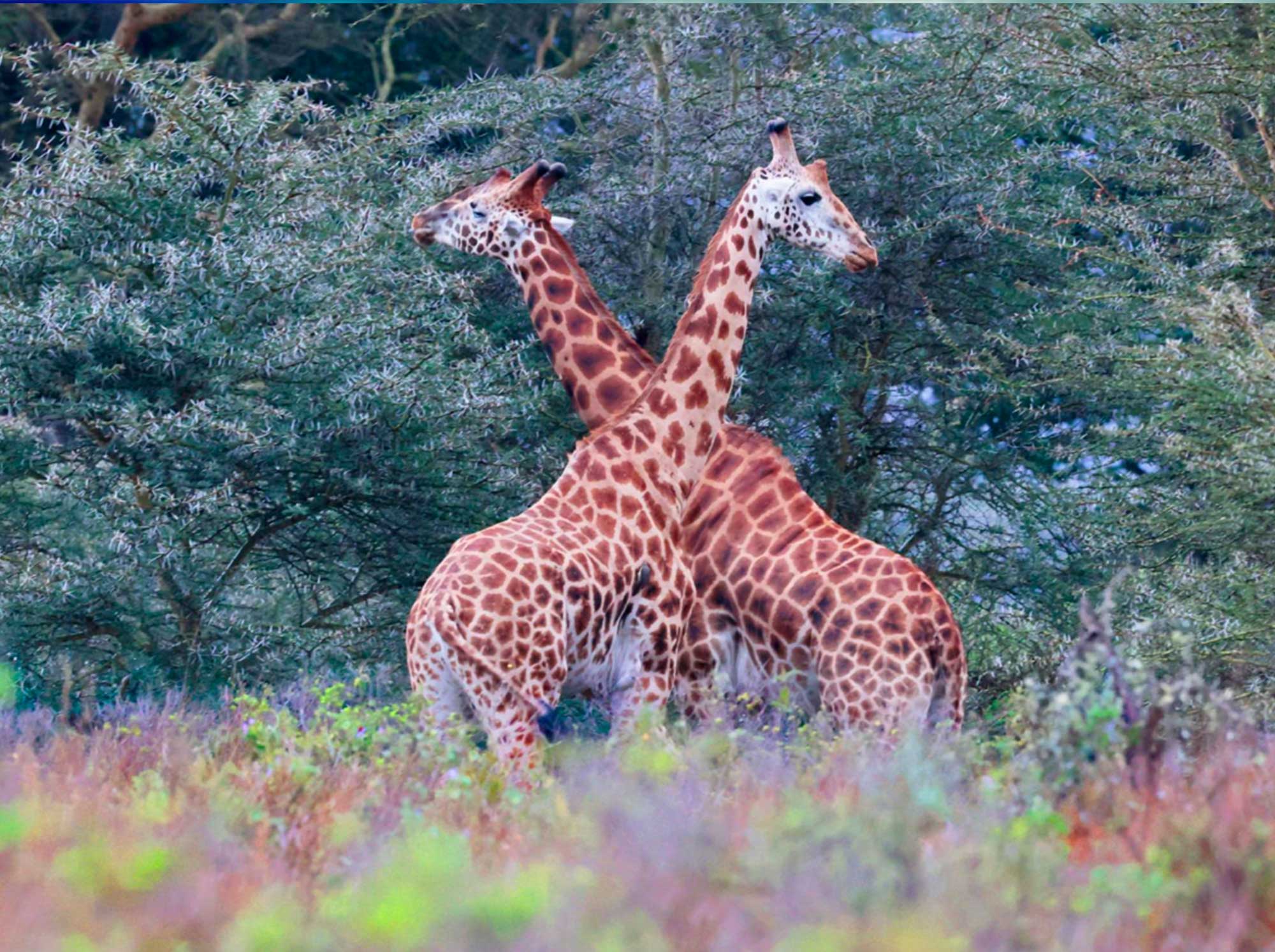 Giraffe_bonding