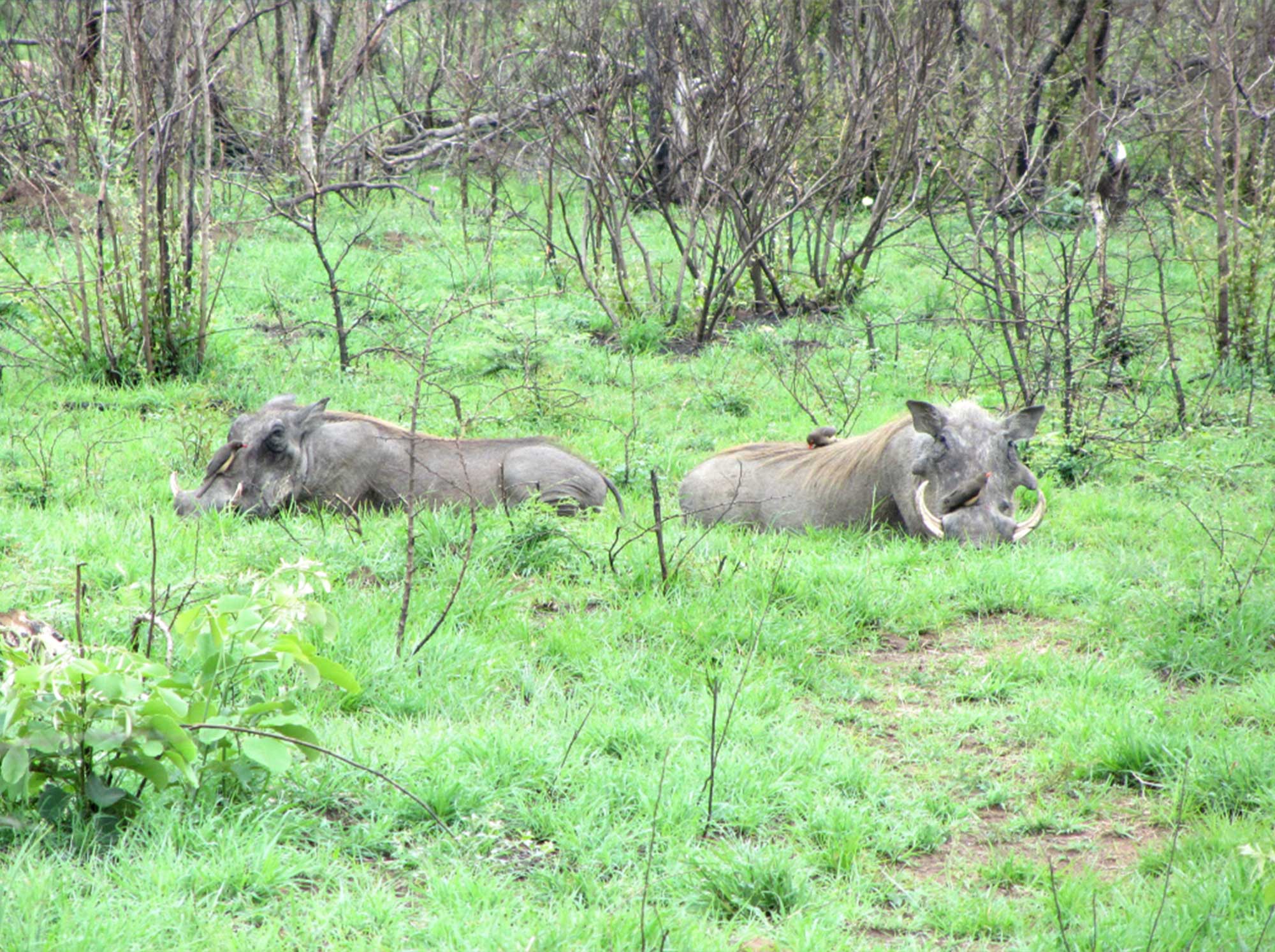 warthogs_eating wathogs_eating