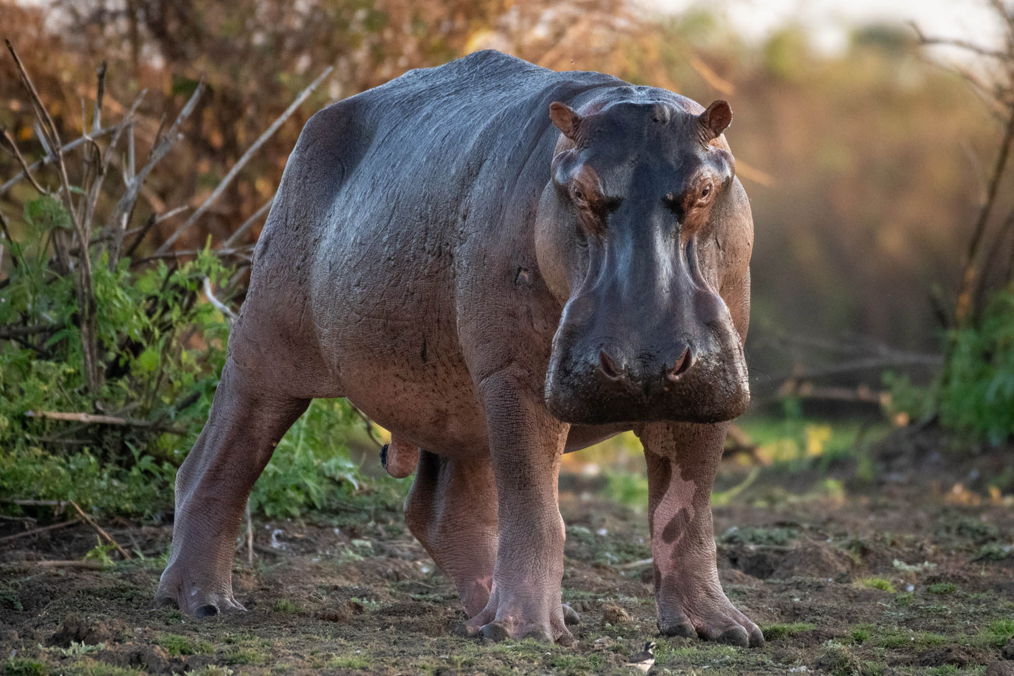 hippo_sighting