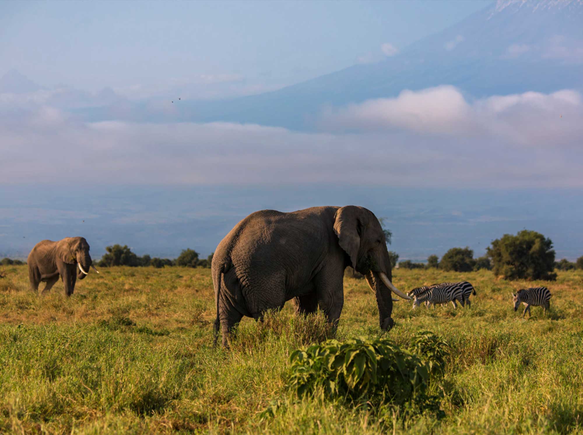 elphants_and_zebra_eating