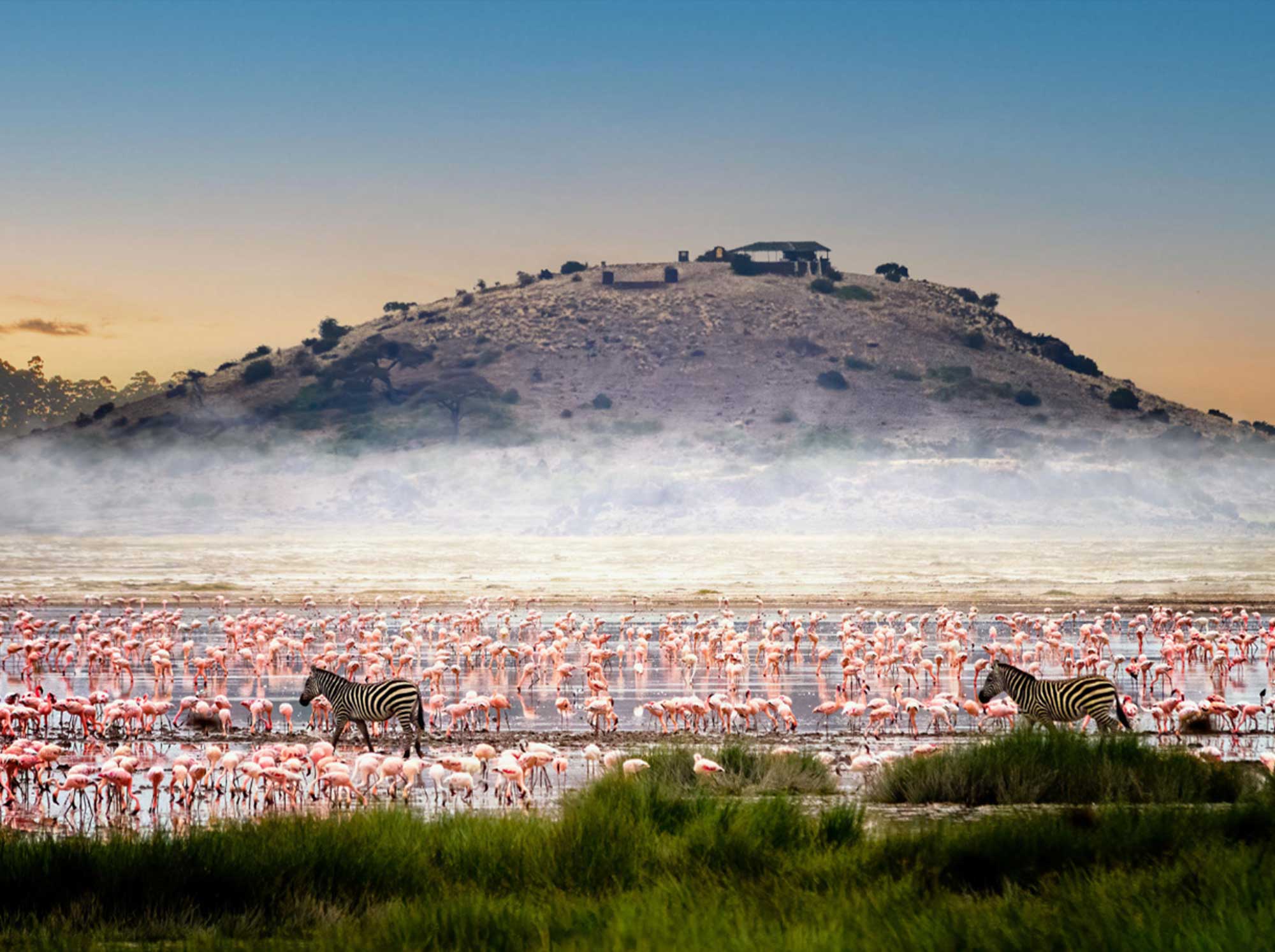 Flamingoes_feeding_and_zebras_walking