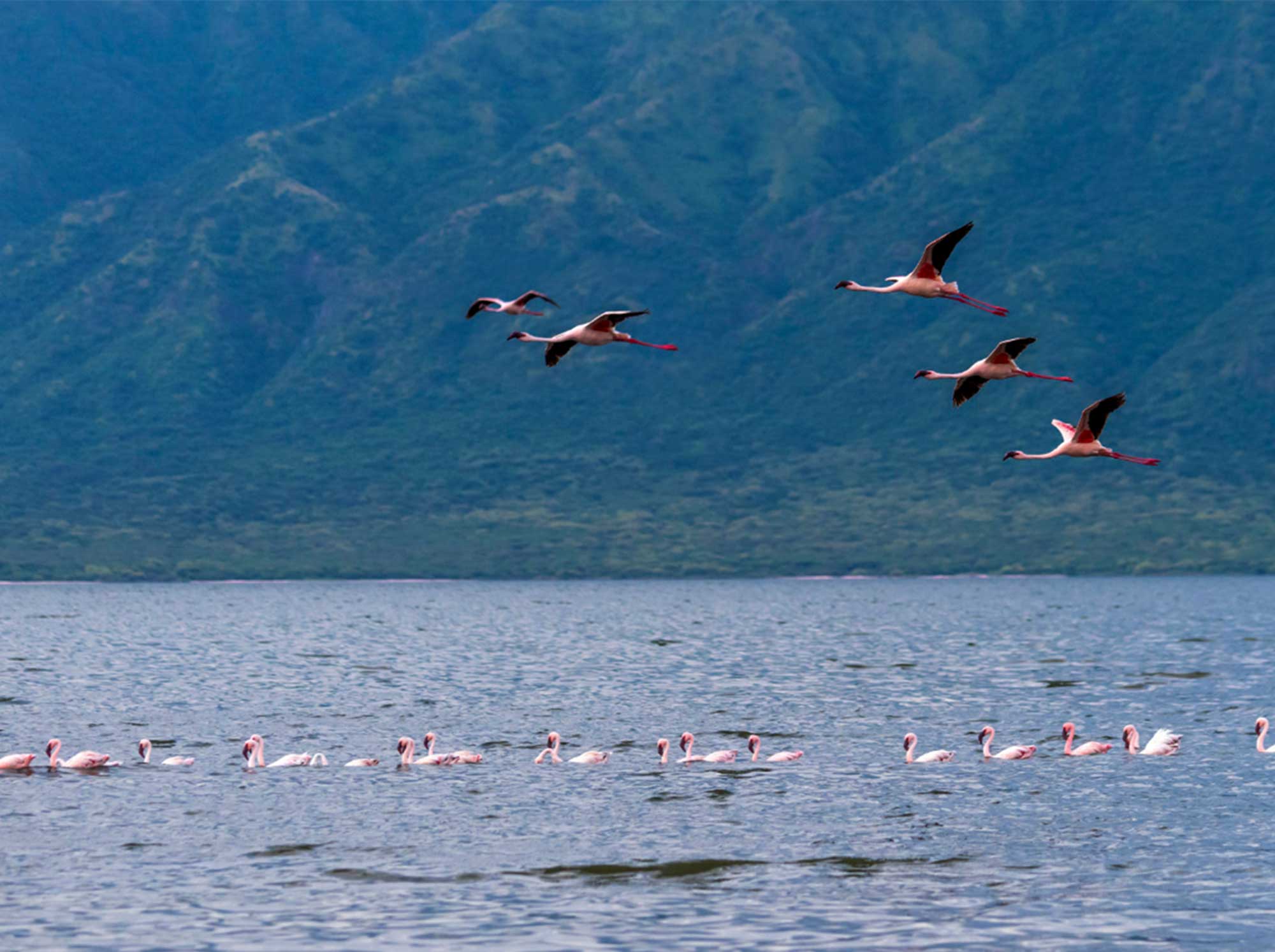 Flamingoes_swimming_and_flying