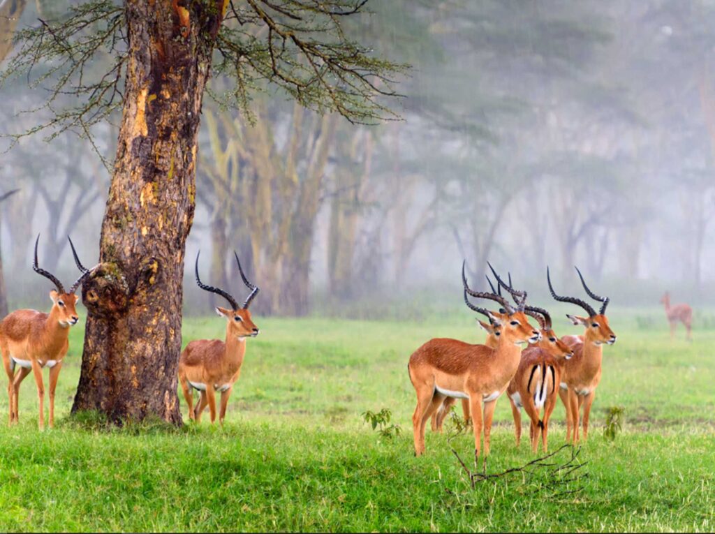 Antelopes_under_the_tree_after_rain