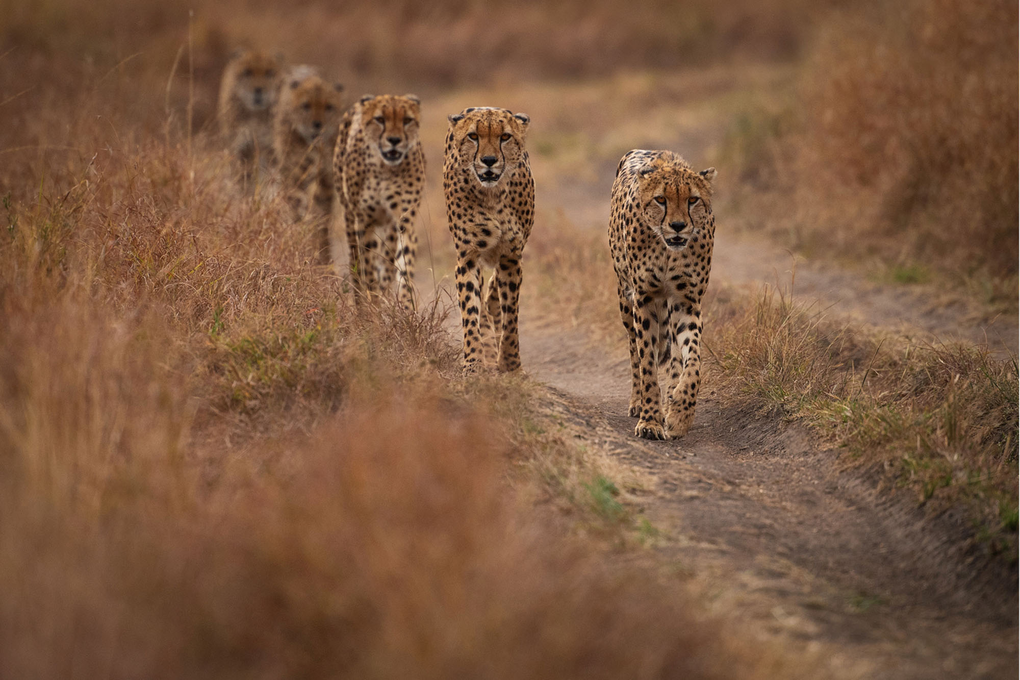 cheetah_mom_and_youngones_walking