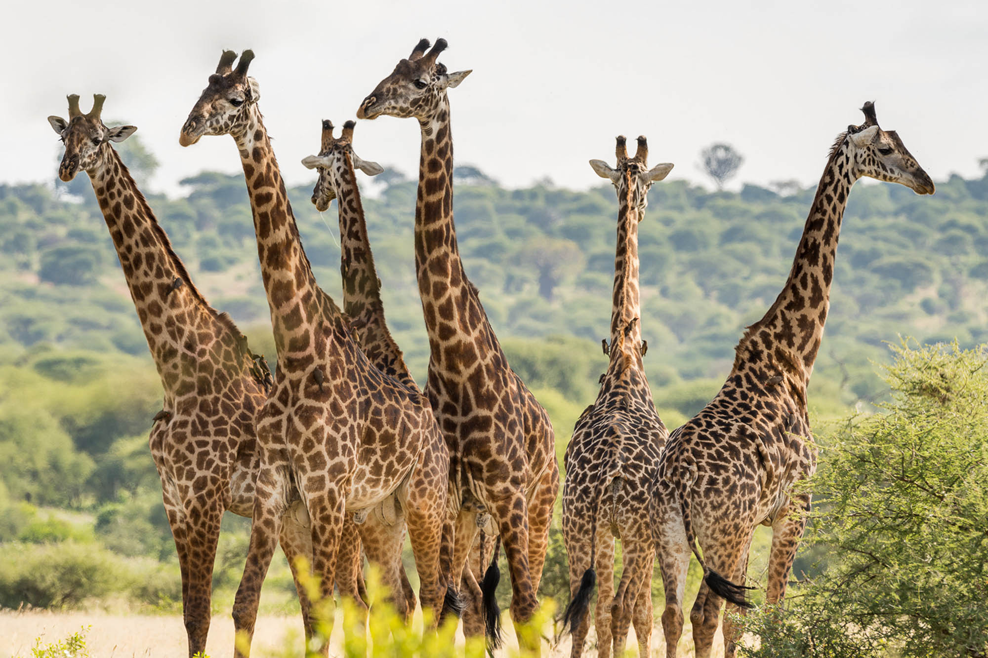 giraffe_family_standing