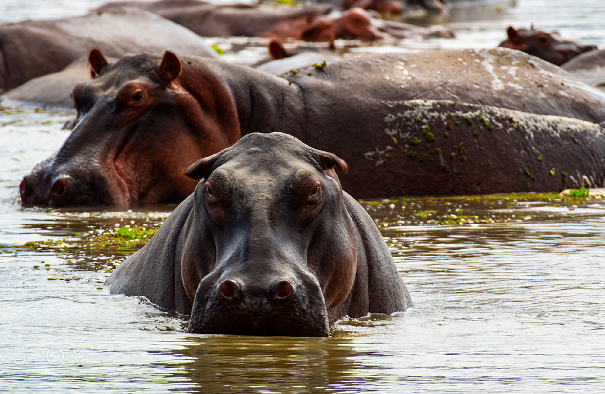 hippo_pool