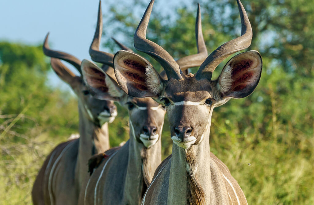 grater_kudu_watching