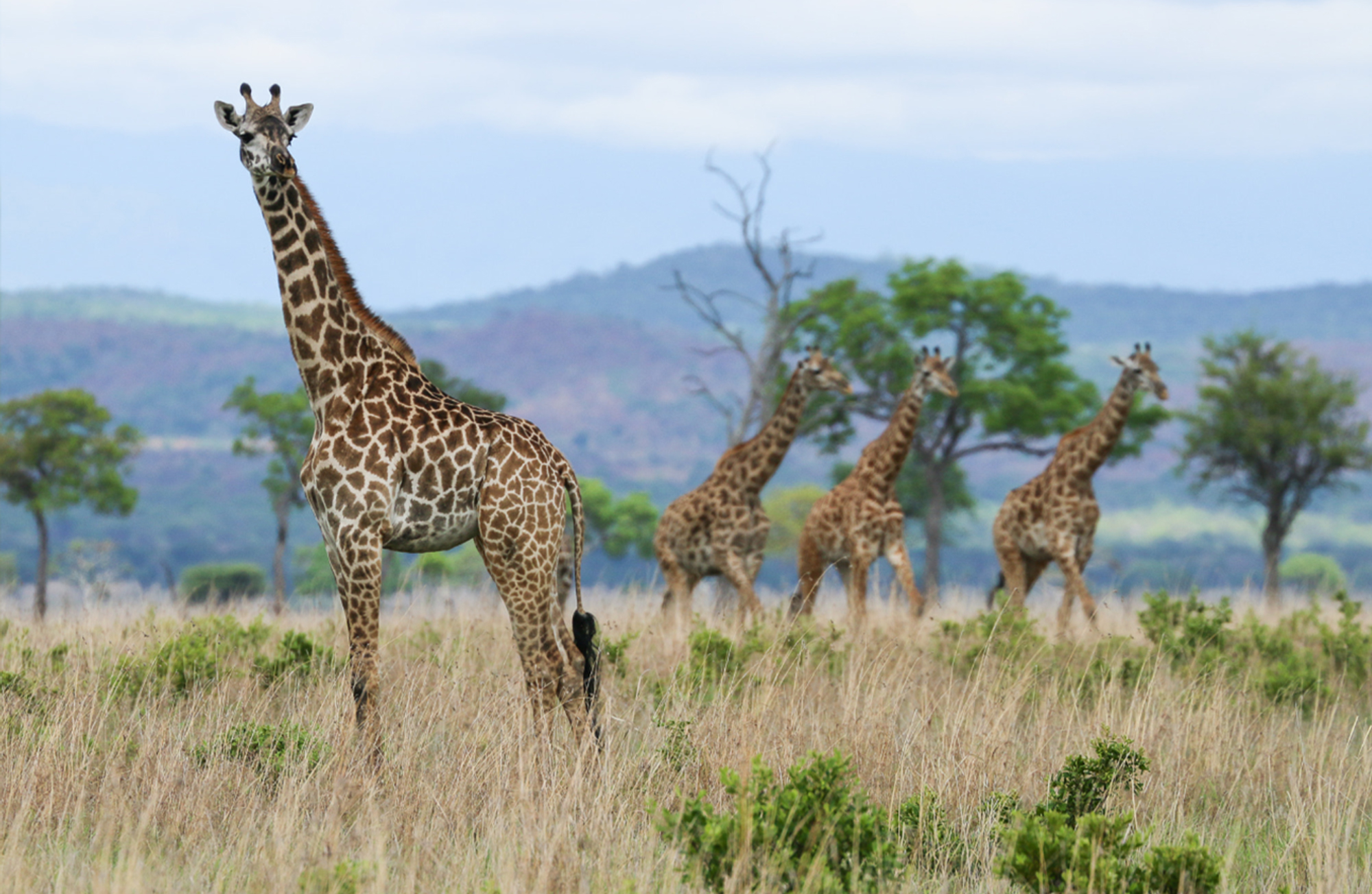 giraffe_staring