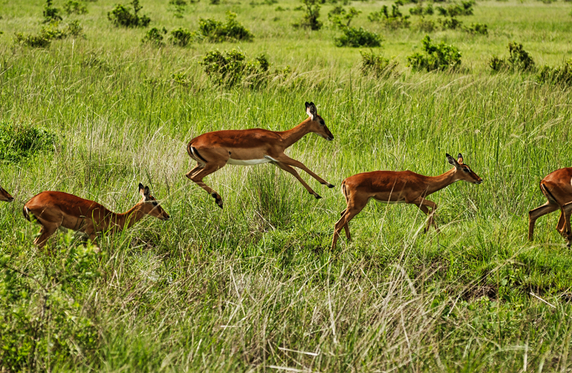 antelopes_running