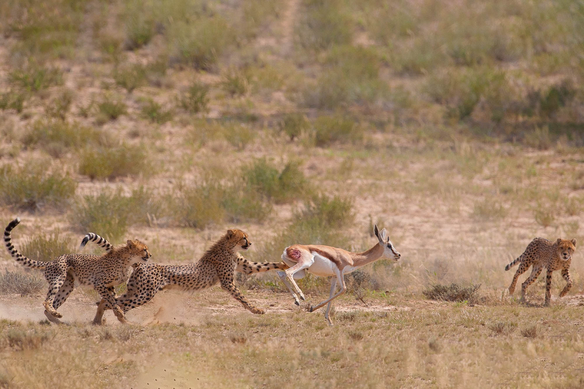 cheetah_chasing_antelope