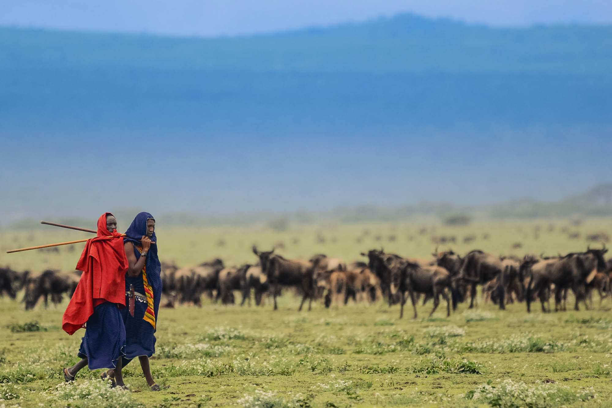 Maasai_passing_near_wildbeest