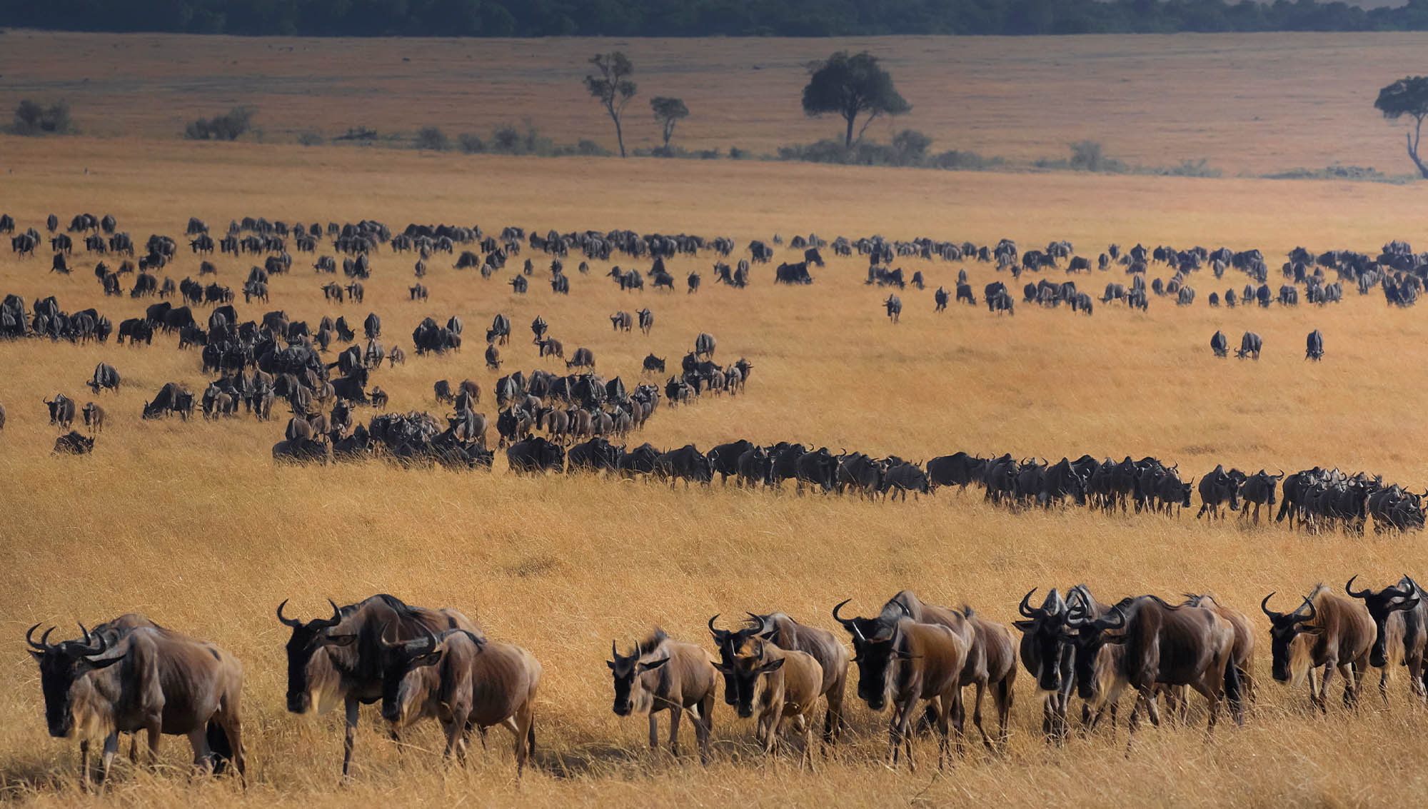 wildebeest_migration