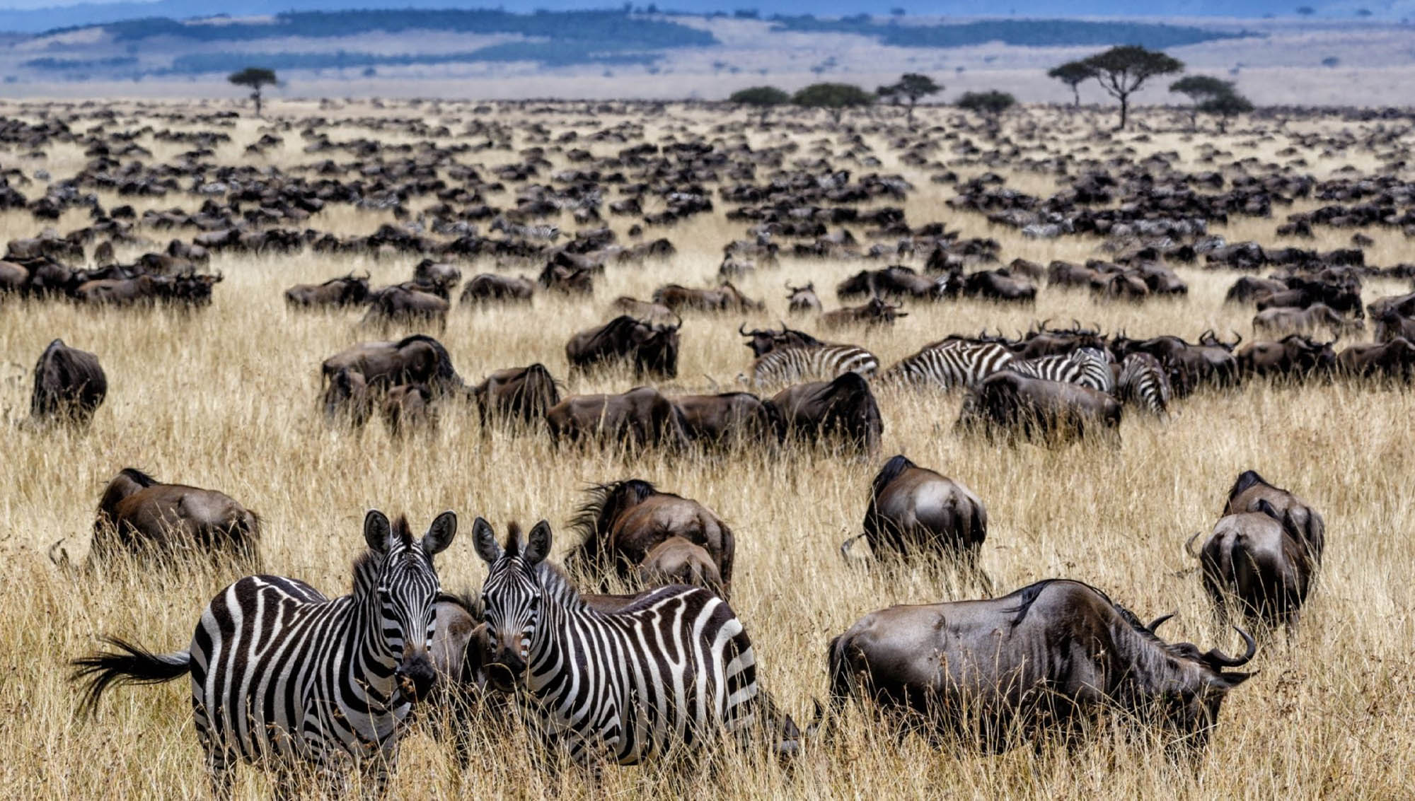 wildebeest_and_zebra_grazing