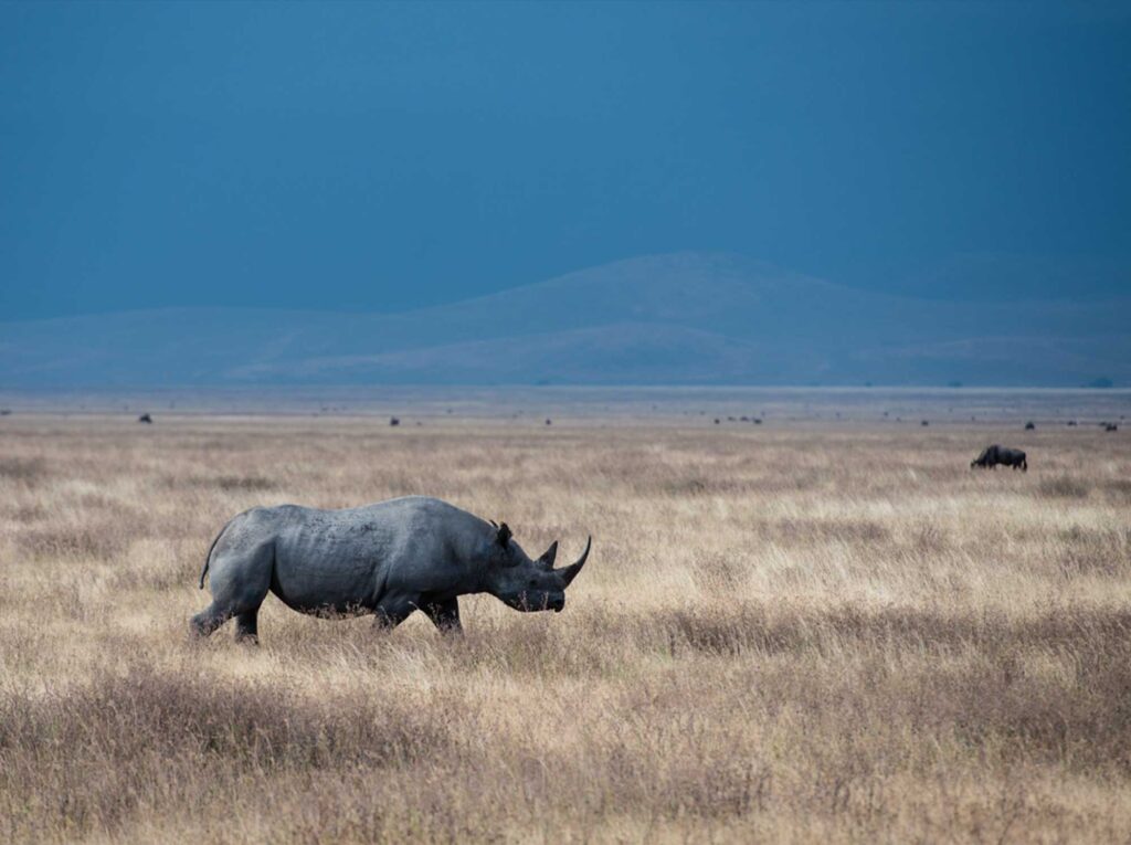 Rhino_walking