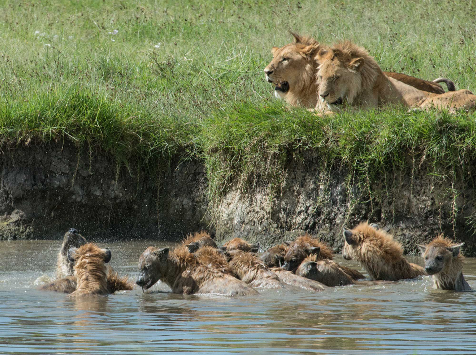 lions_and_hyena_in_water