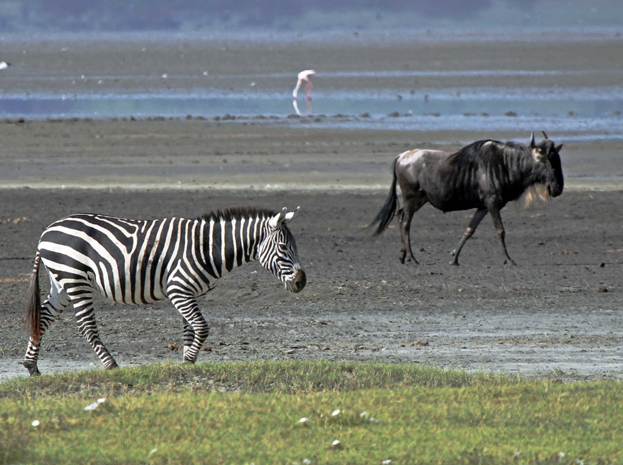 Zebra_Wildebeest_walking