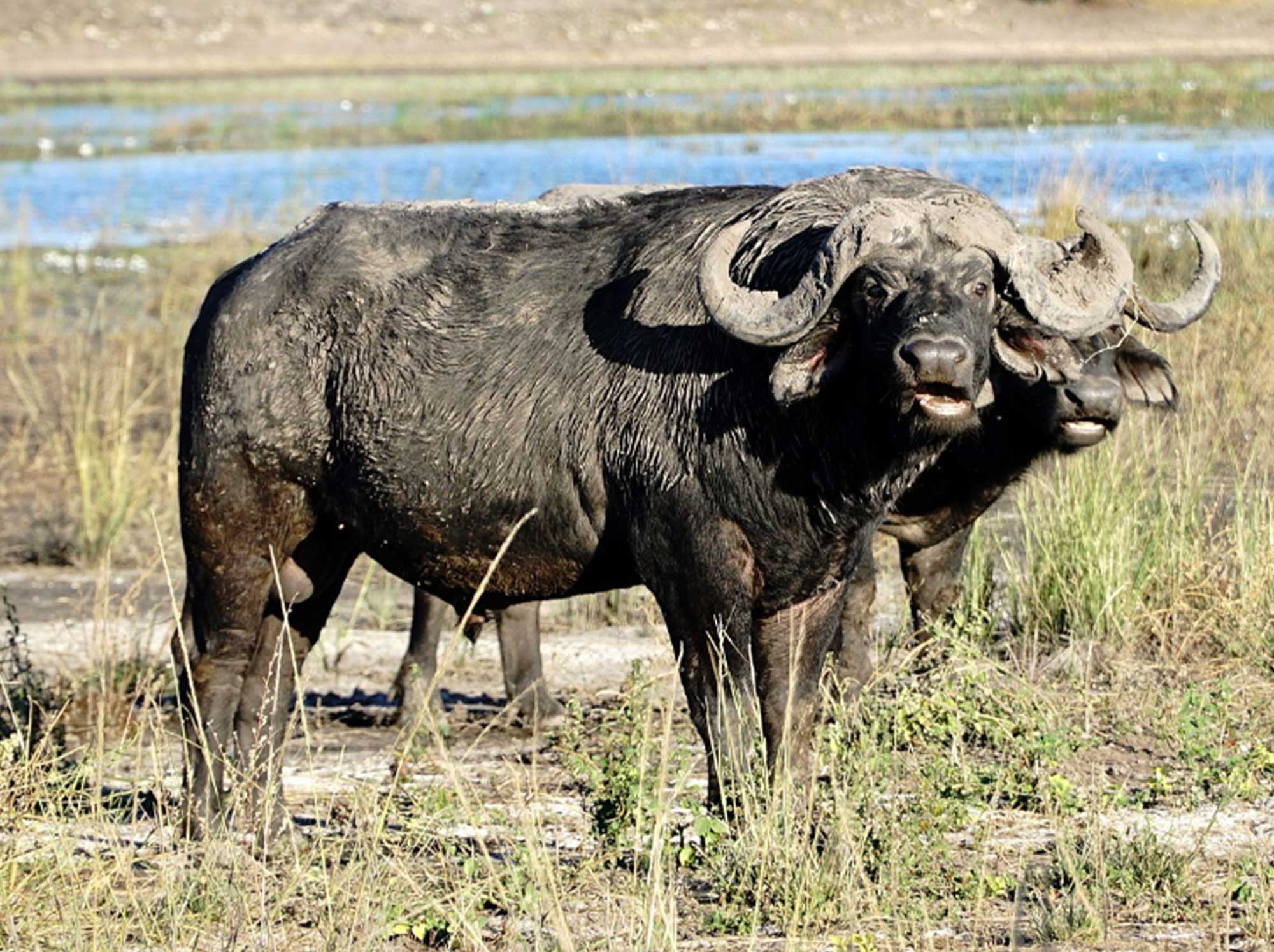 buffalo_watching