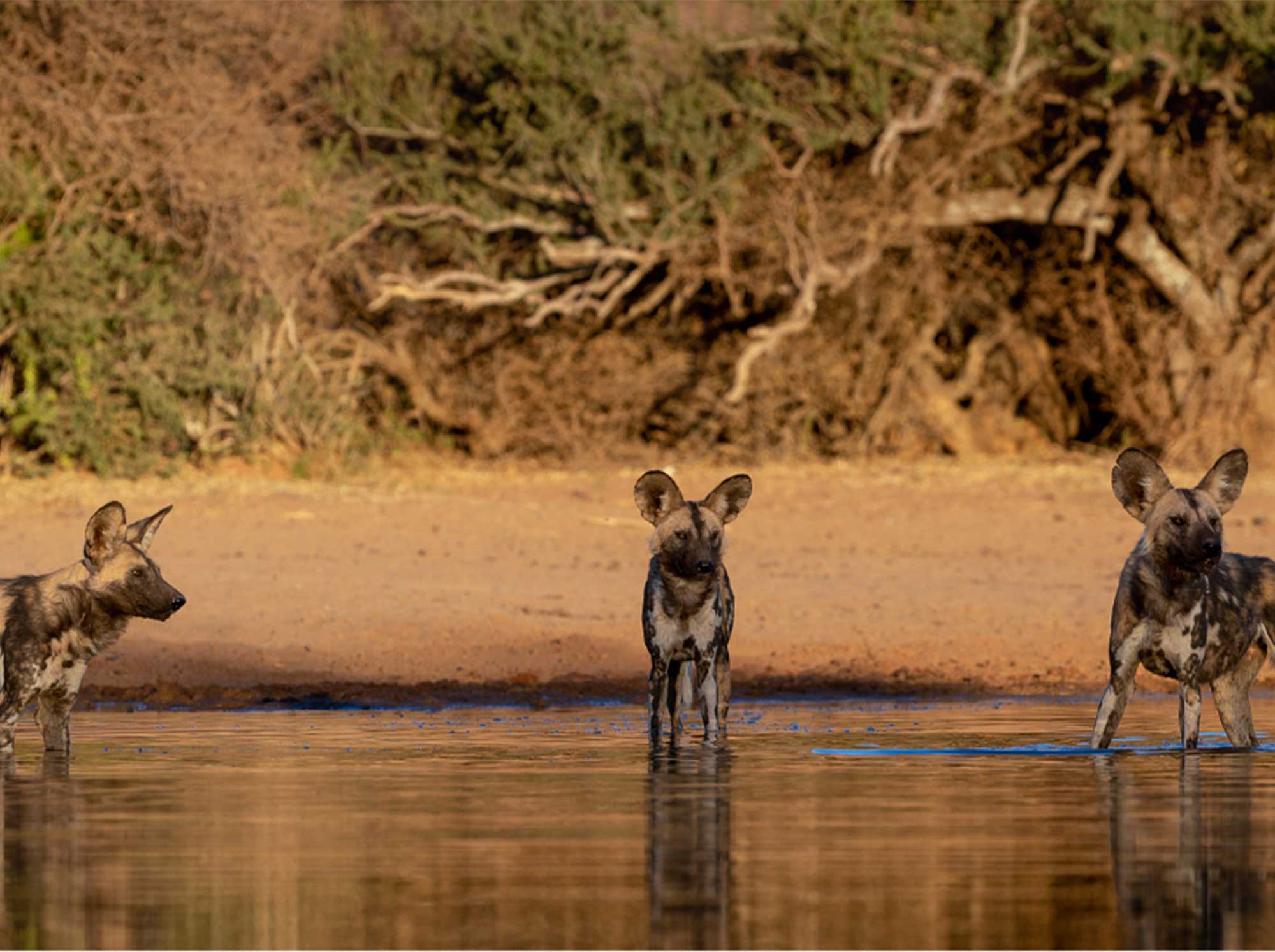 Wilddogs_in_river