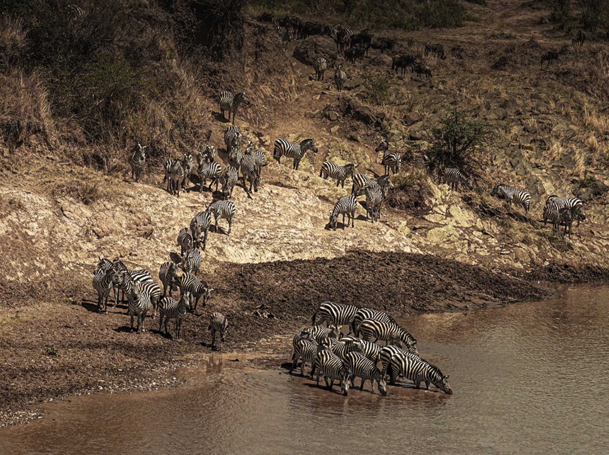 zebra_drinking_water