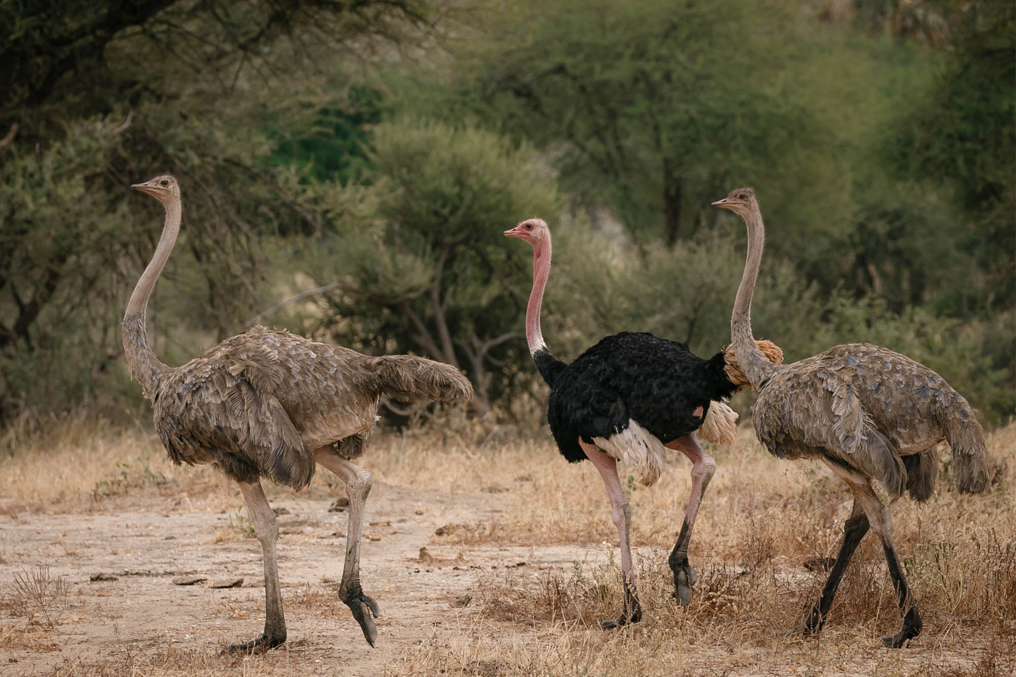 Male_and_female_ostritch