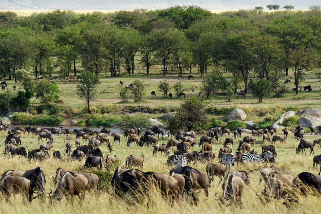 animals_grazing