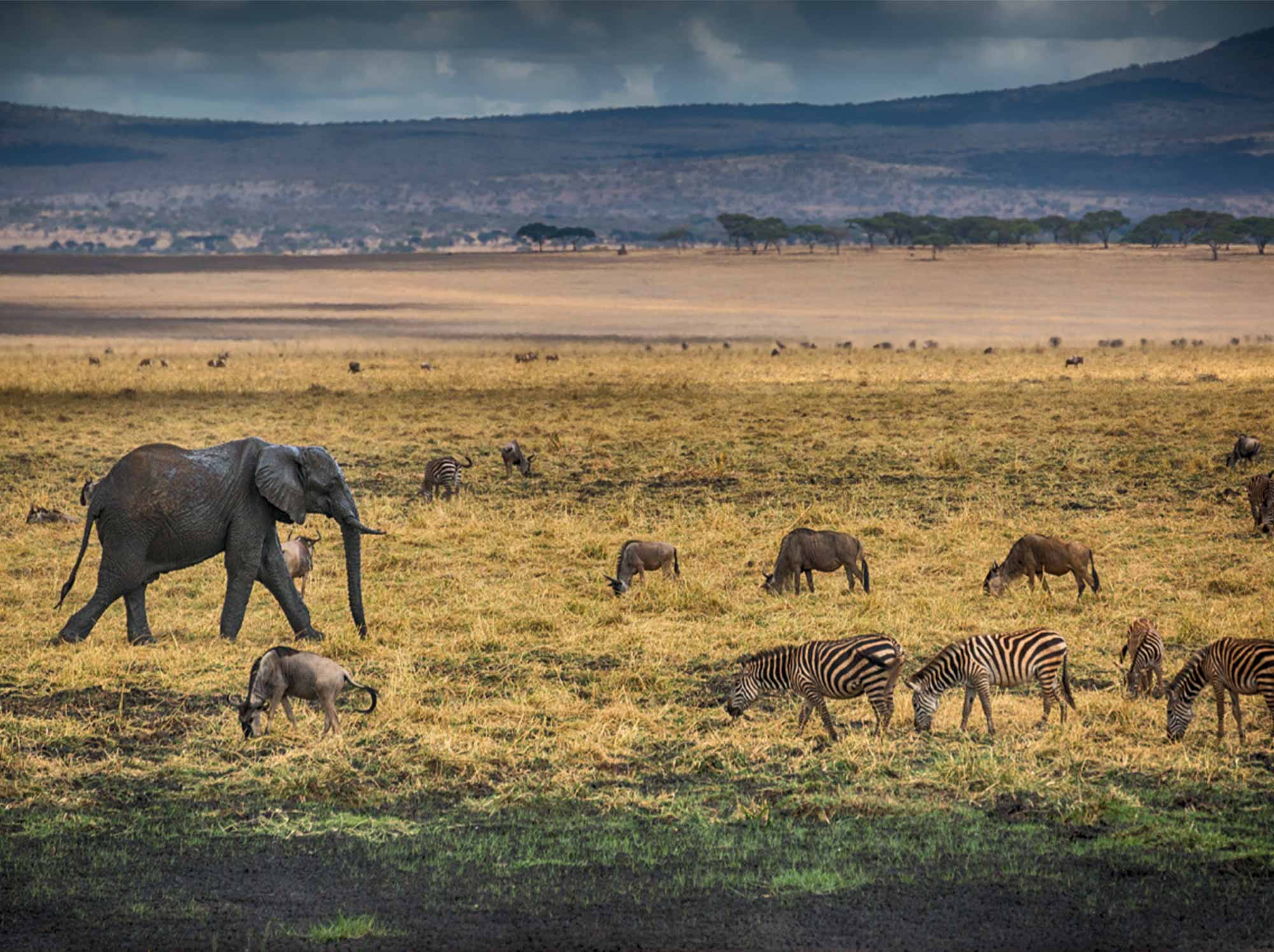 Animals_eating