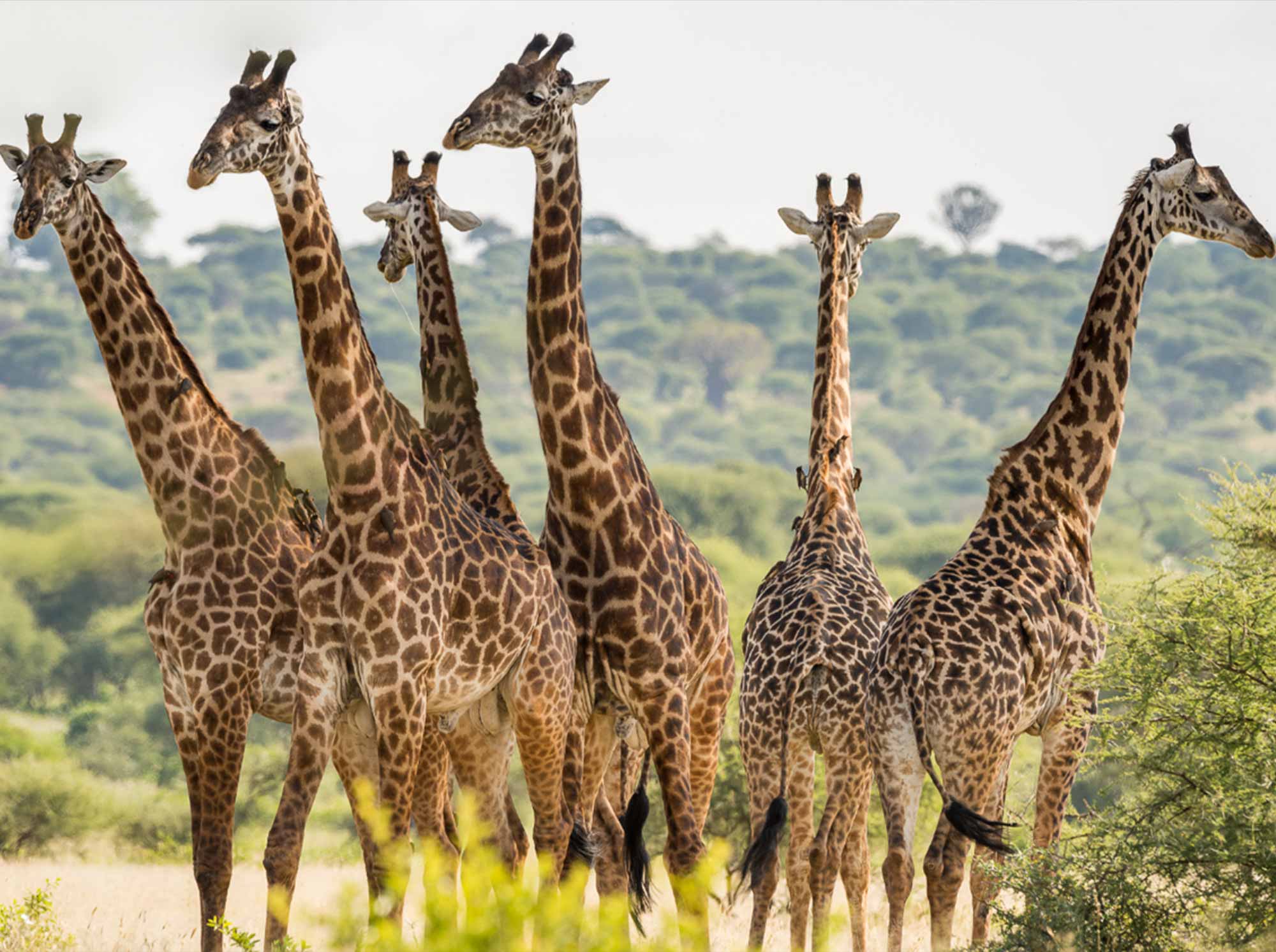 giraffe_standing