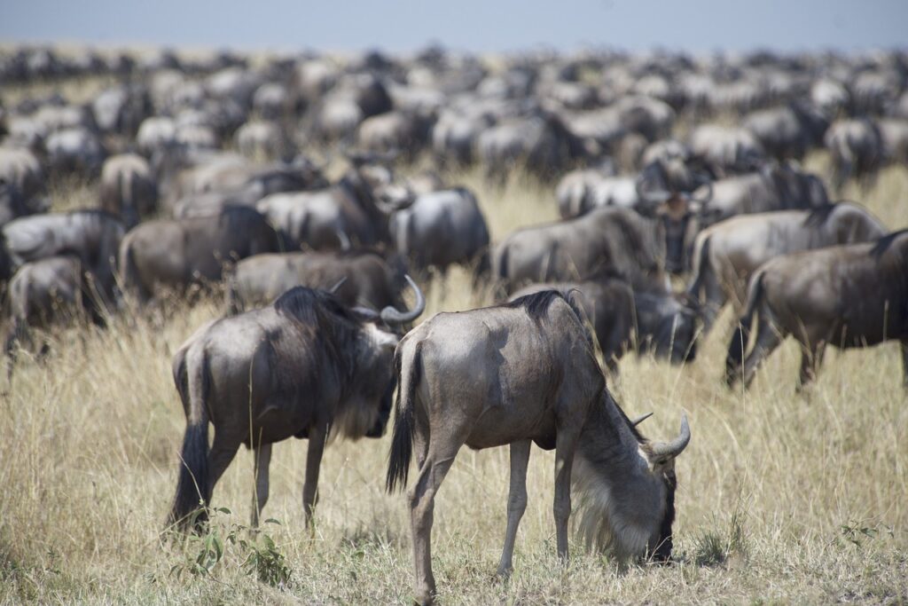 grazing_wildebeest